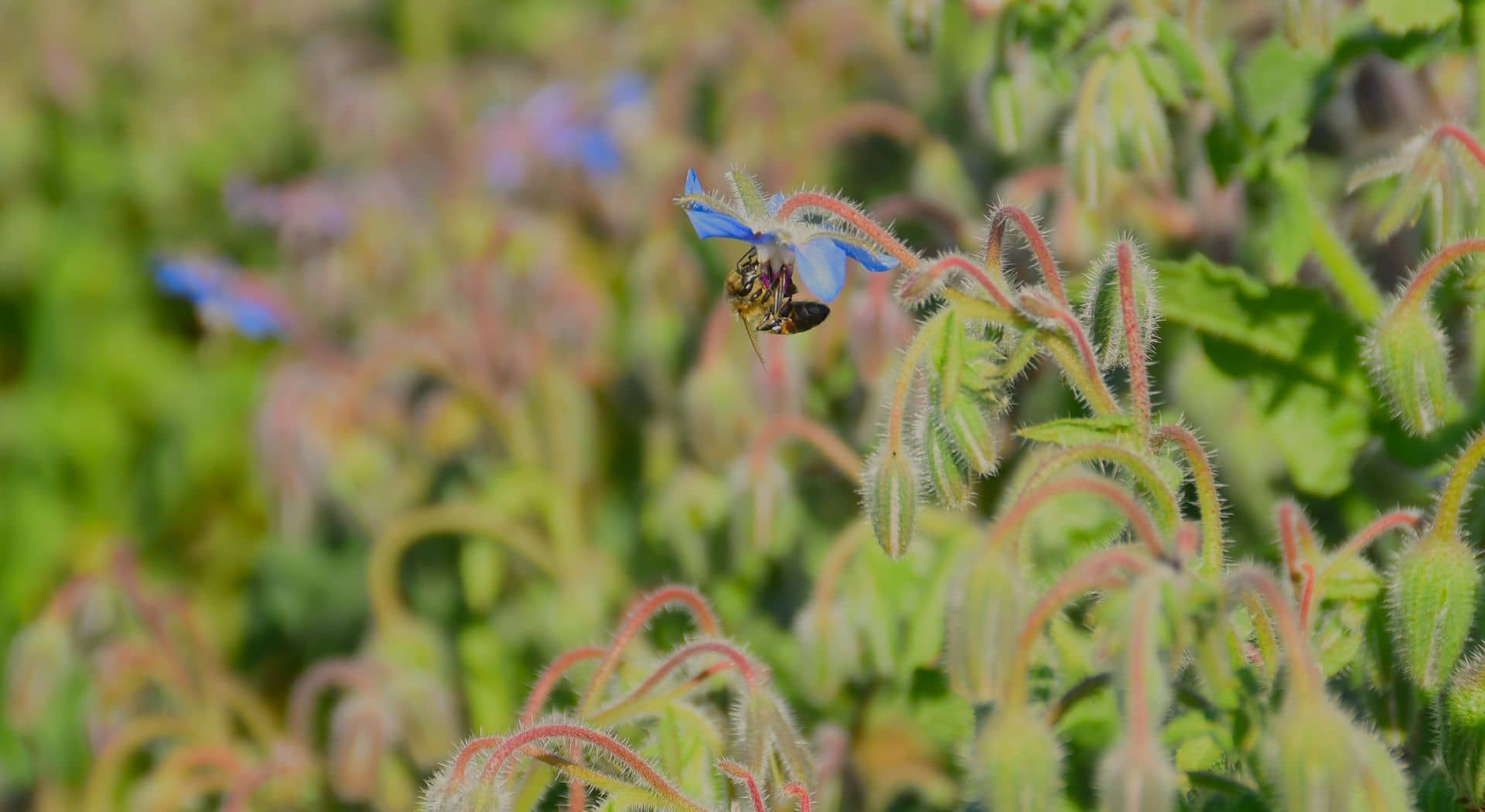 Une abeille butine une fleur bleue de bourrache, sur le domaine de Florent Guillaud.