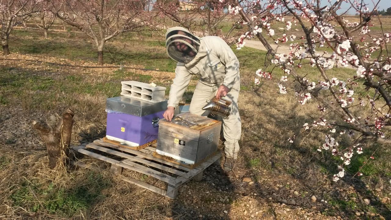 Florent Guillaud, en tenue d'apiculteur, enfumoir en main, ouvre une ruche dans un verger en fleurs.