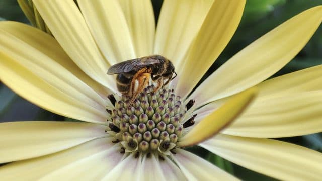 Une abeille butine le cœur d'une fleur aux pétales jaune pâle.