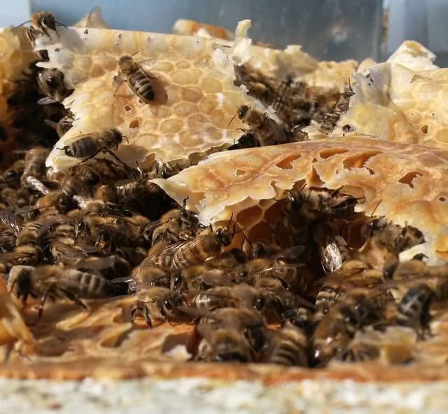Des abeilles couvrent des rayons de cire garnis de miel.