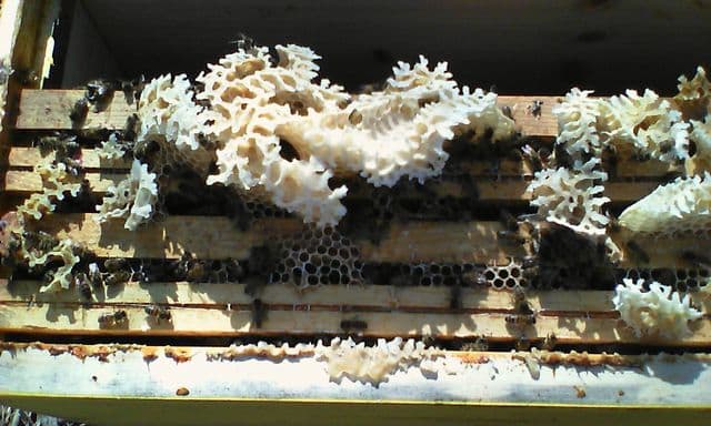 De la cire neuve et blanche bâtie par les abeilles sur le haut des cadres.