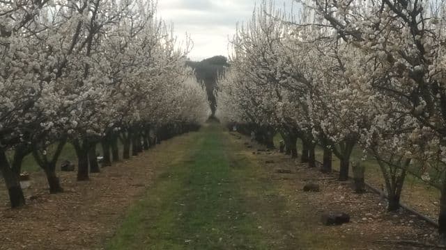 Une allée enherbée entre deux rangées d'arbres fruitiers en fleurs.