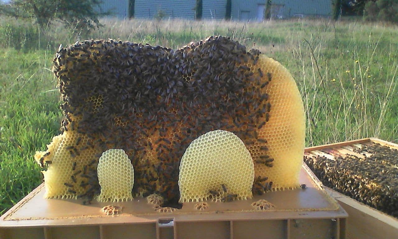Des rayons de cire construits par les abeilles au-dessus des cadres, couverts d'abeilles.