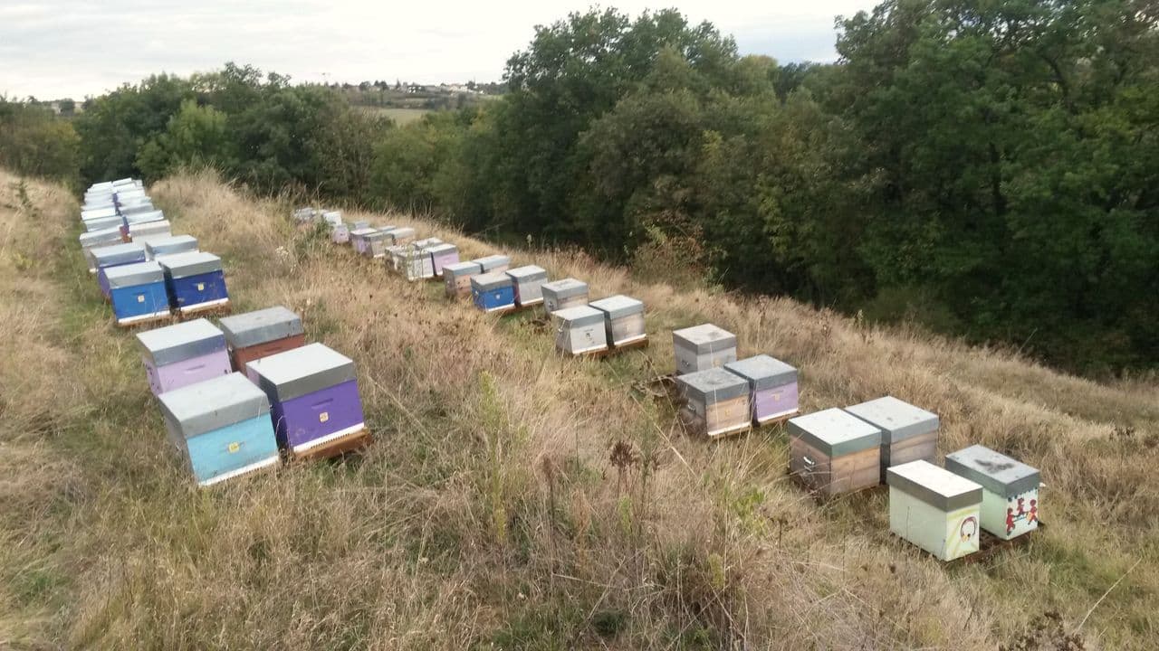 Des ruches colorées alignées sur une pente herbeuse, en lisière de forêt.